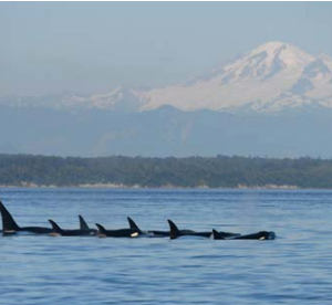 whales in the ocean