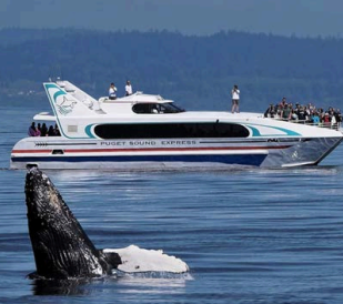 whale watching boat